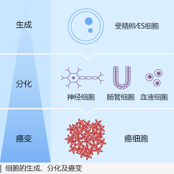 細胞の発生、分化およびがん化