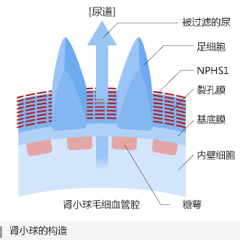 腎臓の糸球体の構造