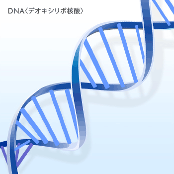 DNA（デオキシリボ核酸）