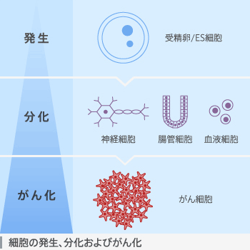 細胞の発生、分化およびがん化