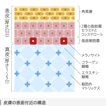 皮膚の表面付近の構造