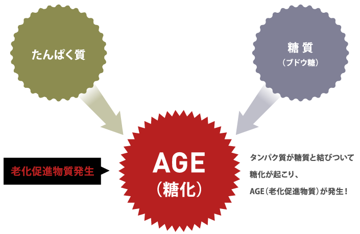 タンパク質が糖質と結びついて糖化が起こり、AGE(老化促進物)が発生!