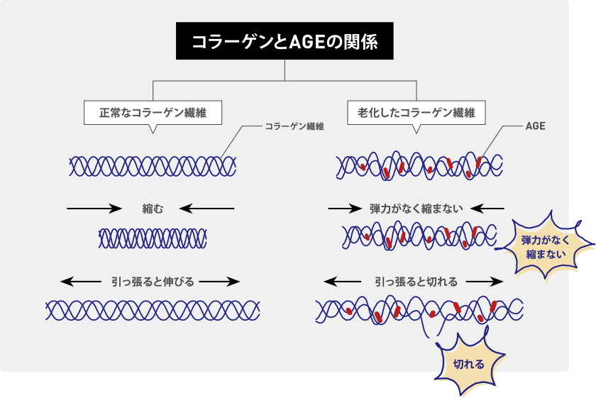 コラーゲンとAGEの関係