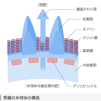 腎臓の糸球体の構造